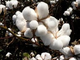 Manufacturers Exporters and Wholesale Suppliers of Raw Cotton Pune Maharashtra